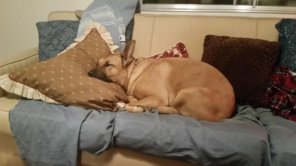 Bank of sofa voor uw hond: een eigen zitplek in de woonkamer