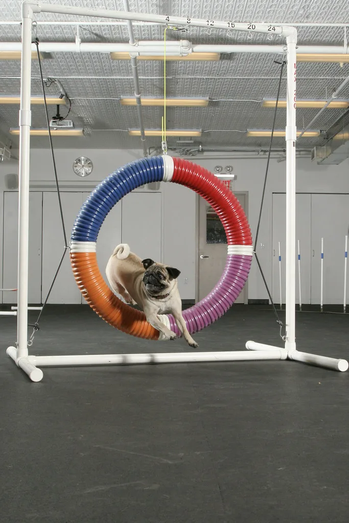 Wat is een speelmeubel voor de hond en wanneer heeft u er iets aan