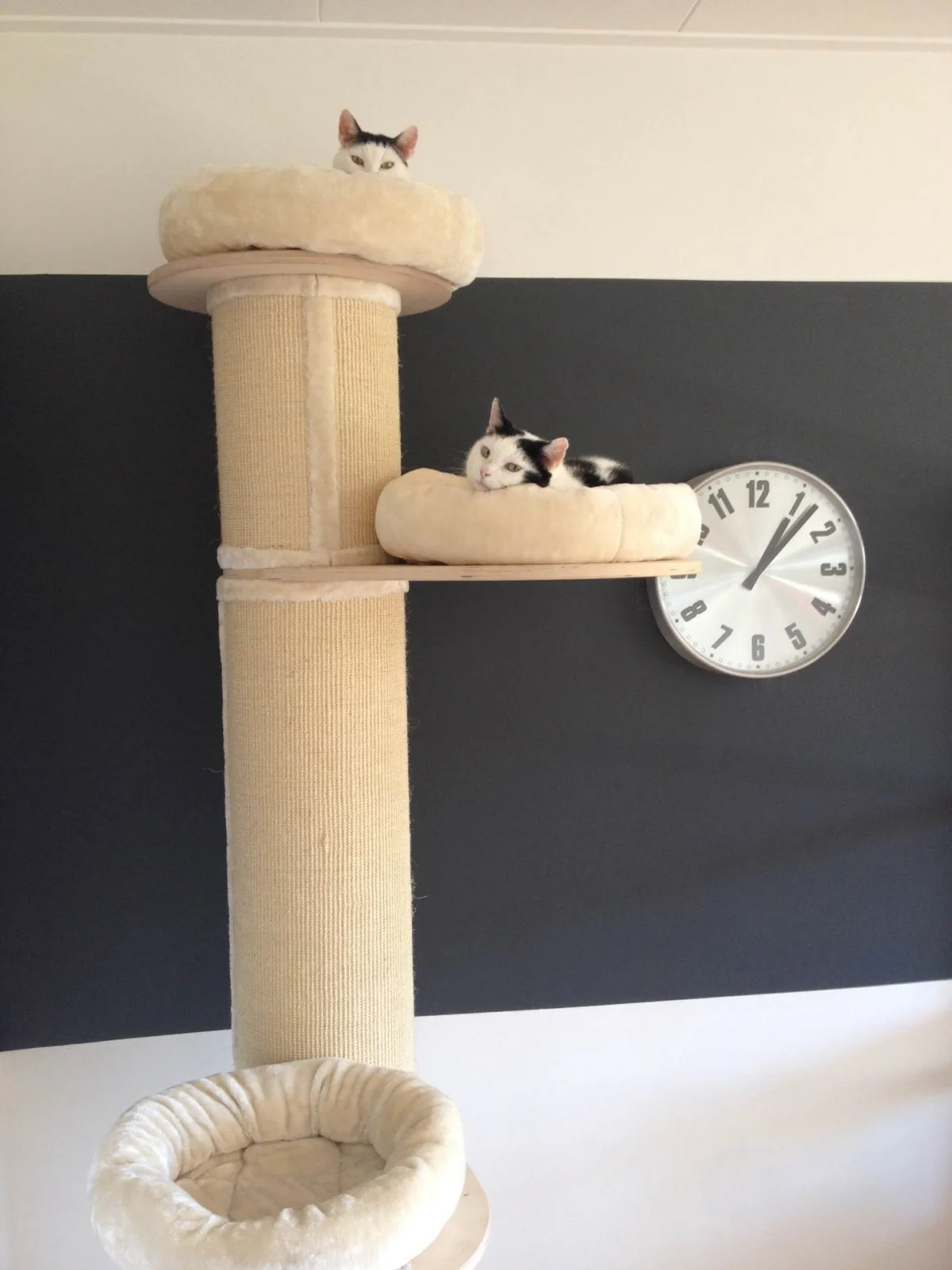 Loopbrug voor de kat aan de wand: montage en veiligheid