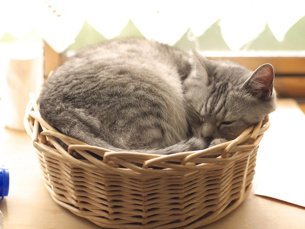 Kattenmand als meubelstuk: welk materiaal houdt de meeste warmte vast